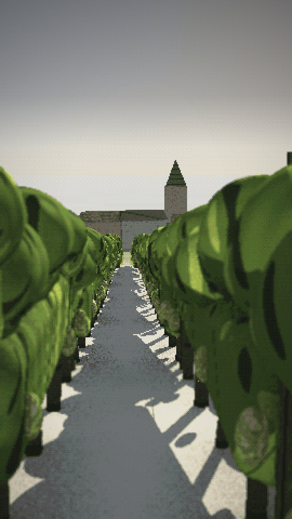 Video: A September morning in the Chardonnay above Le Mesnil-sur-Oger, a golden bunch held up