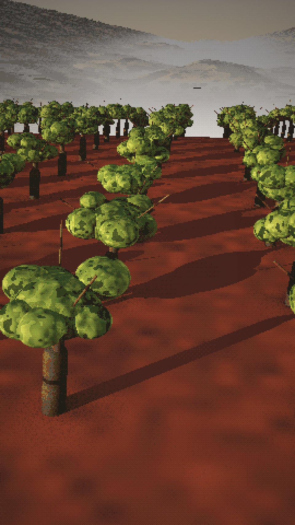 Video: old Zinfandel vines on the red earth of Monte Rosso above Sonoma