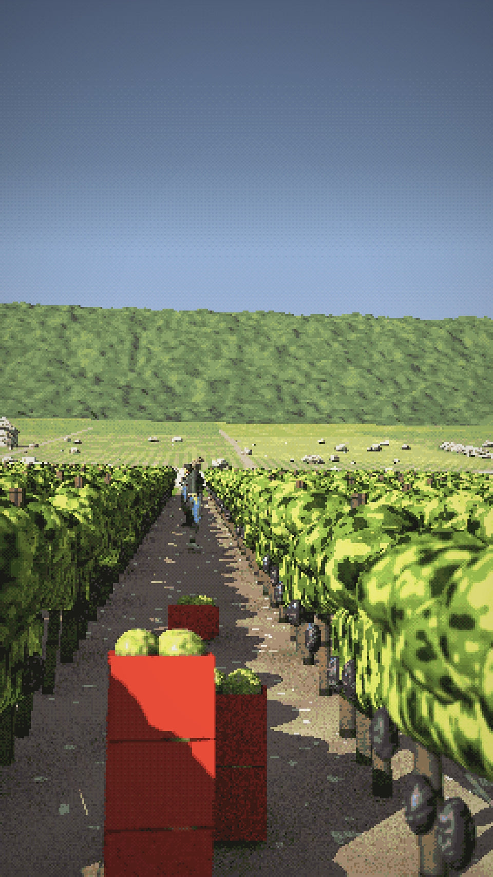 Video: Picking day in Le Montrachet, red crates of golden Chardonnay